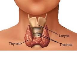 thyroid-location-pic